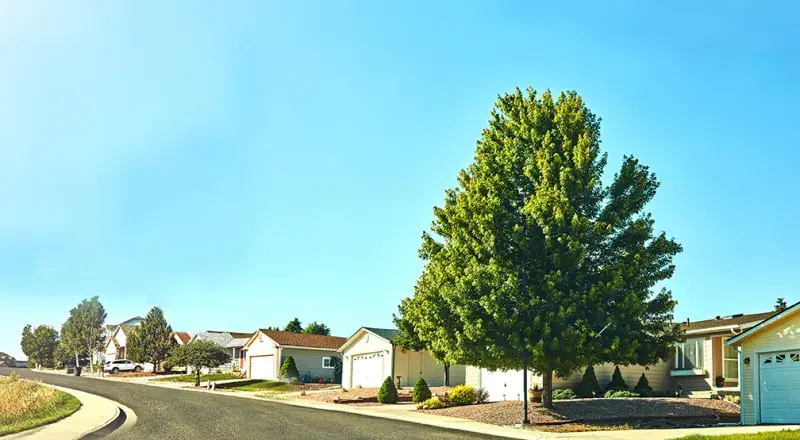 houses-and-trees.jpg